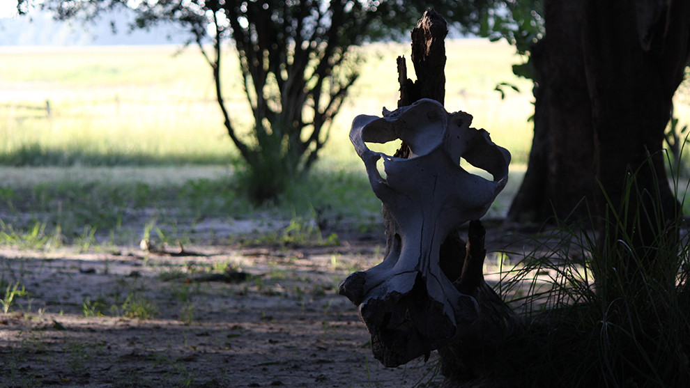The skull of a hippo