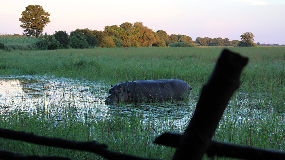 "Hello Hippo" - visitor in the backyard