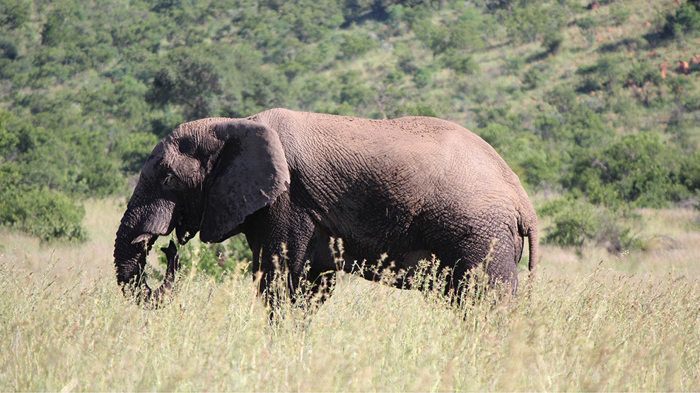 One of the "Big Five" in Pilanesberg