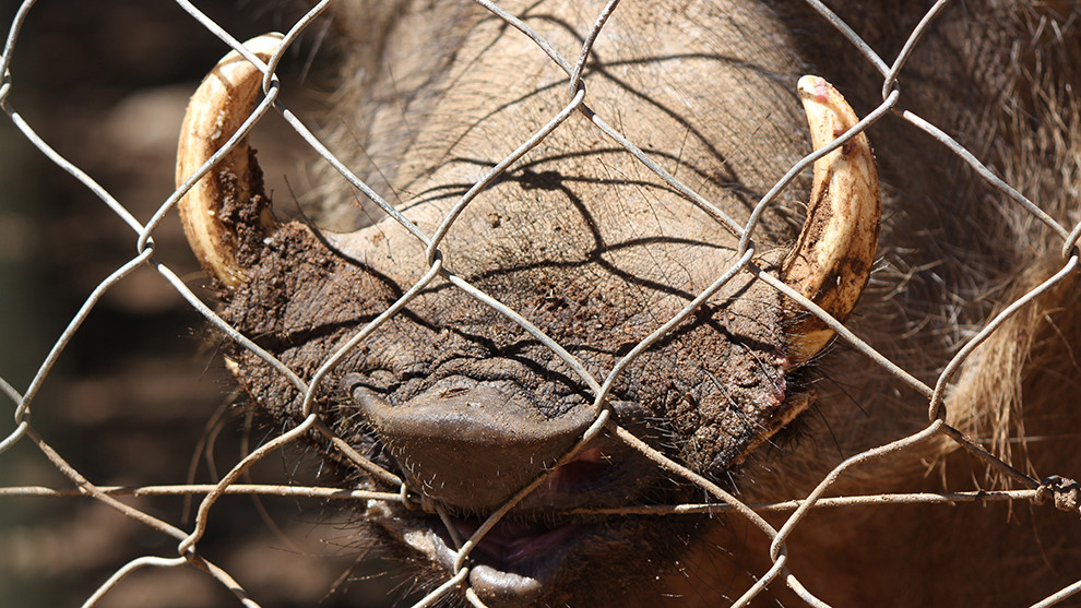 Unhappy warthog, Okahandja, Namibia