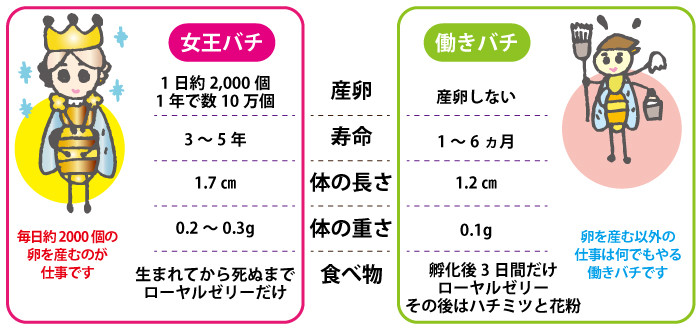 今までに報告された研究結果 健康生活グループ友愛 ゆうあい養蜂だより
