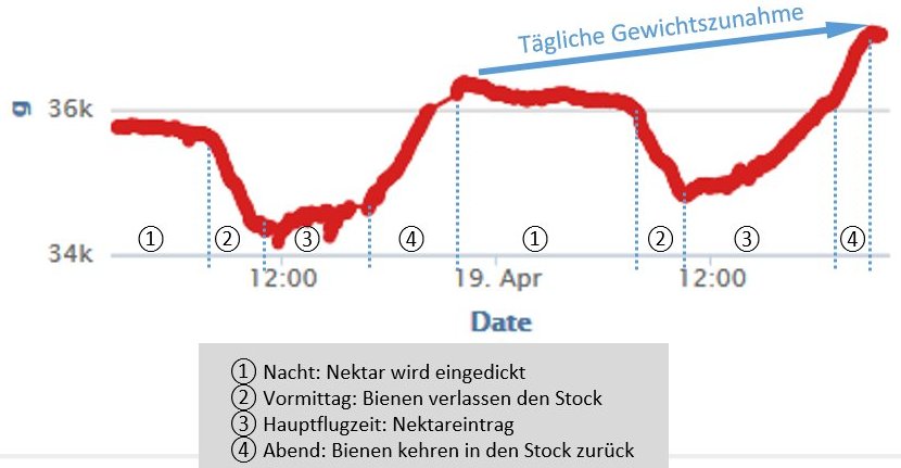 Typischer Gewichtsverlauf einer Stockwaage an einem sonnigen Frühlingstag