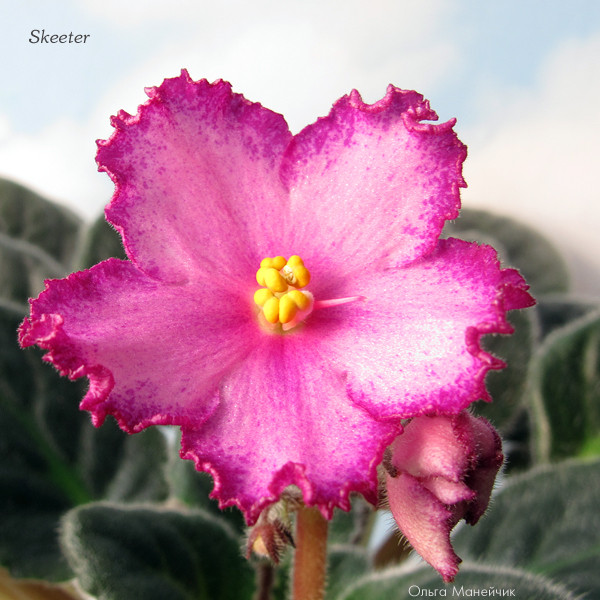 Skeeter (Cochran) - Колекція фіалок Ольги Манейчик