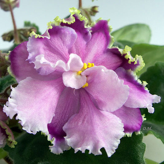 Louisiana Lullaby (Sorano) - Колекція фіалок Ольги Манейчик