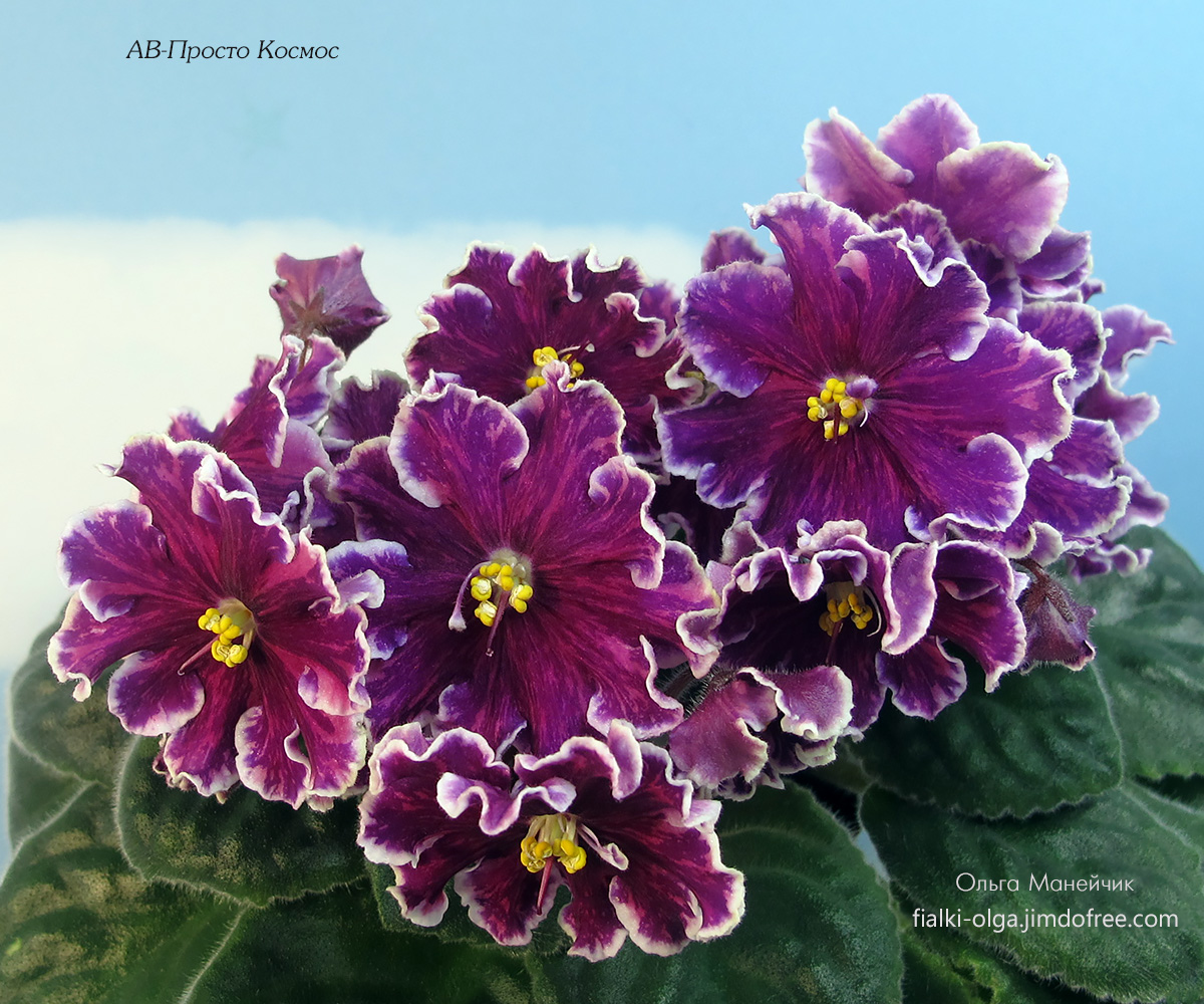 African Violet Society of America Promoting and Growing the African Violet since