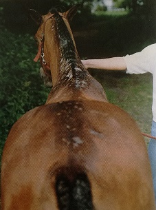 Das Bild zeigt ein Pferd das an Sommerekzem leidet und deutliche Wunden an Mähne und Kruppe aufweist.