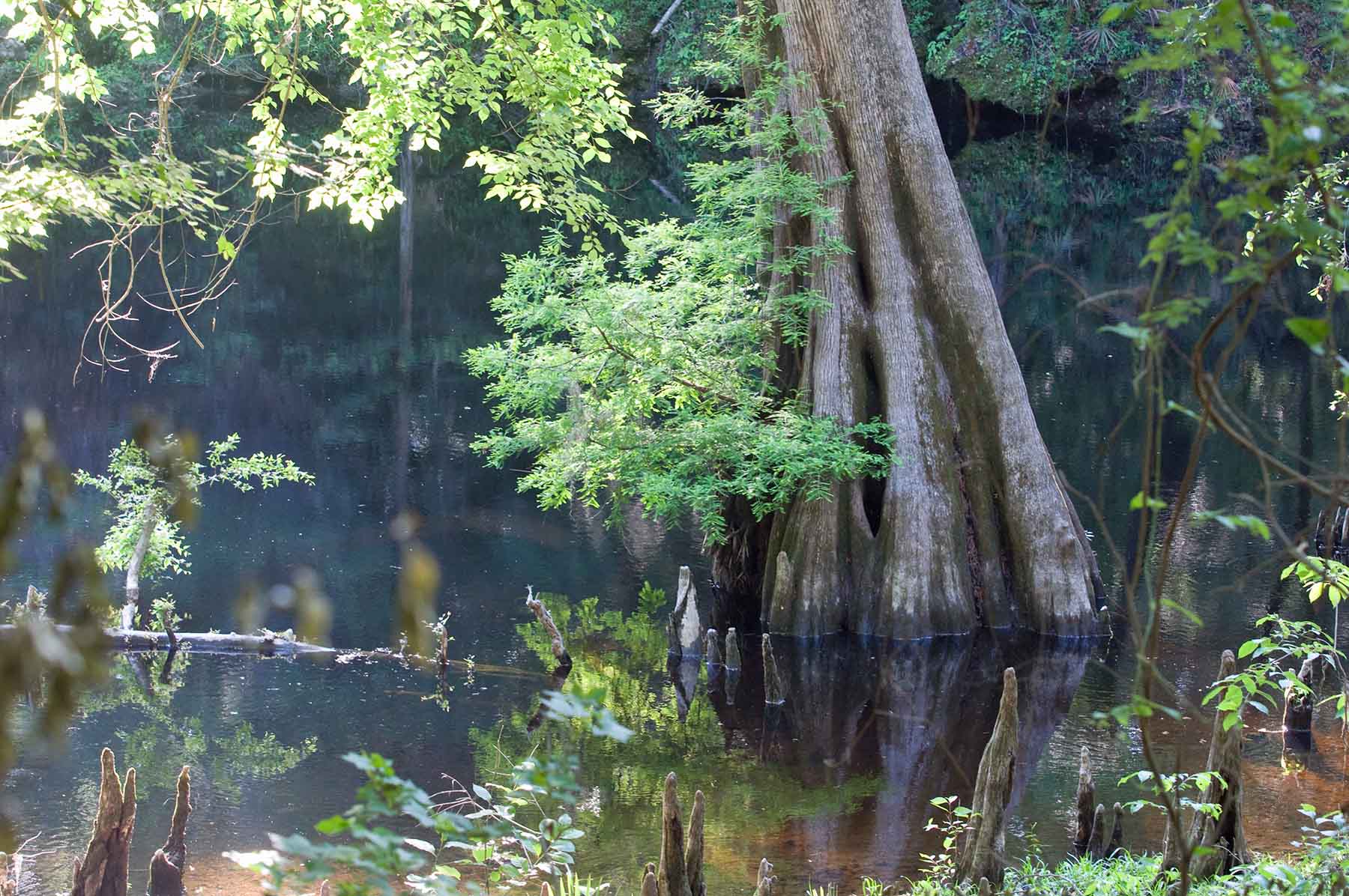 Suwannee River State Park, Florida