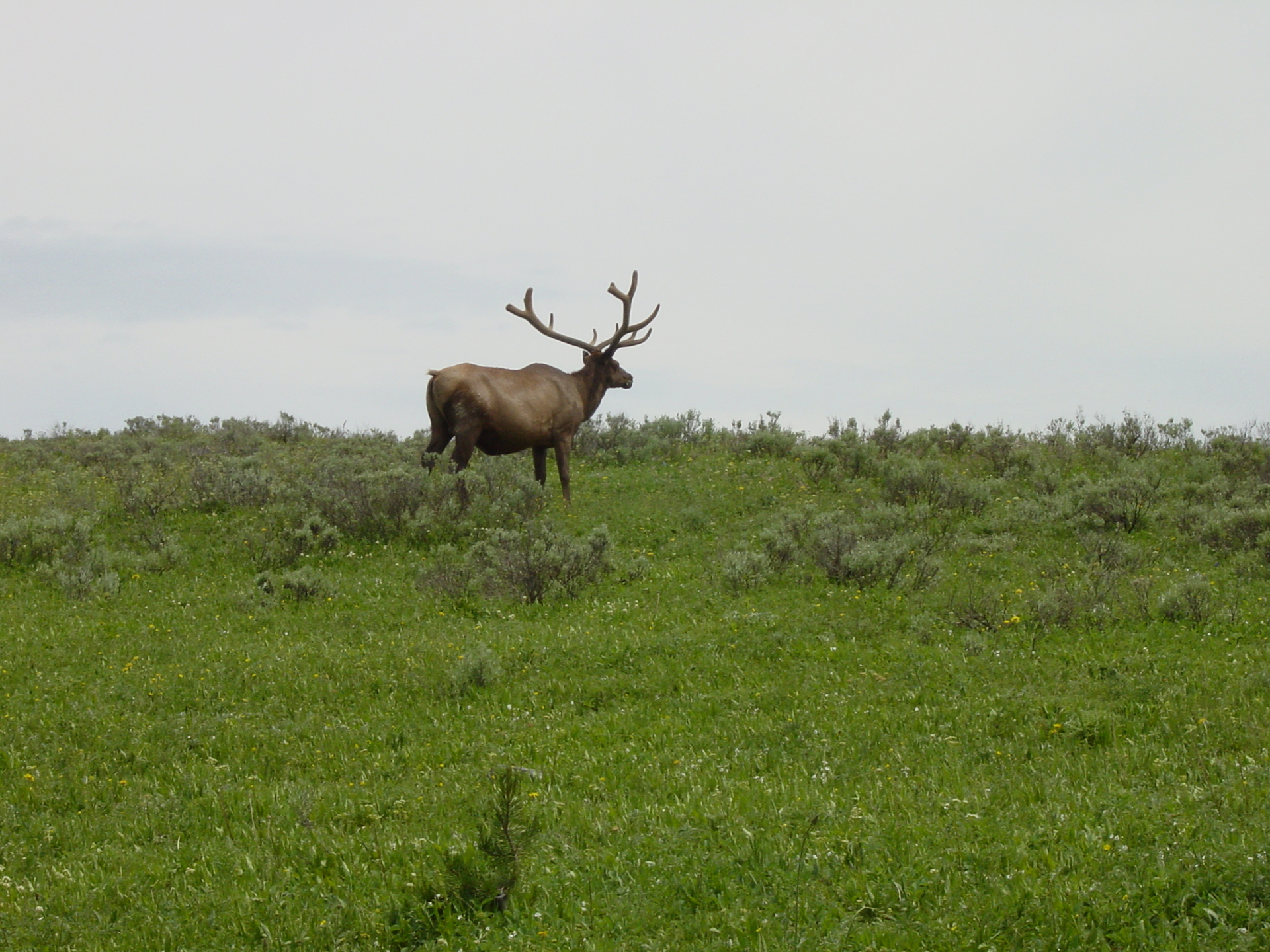 Elk