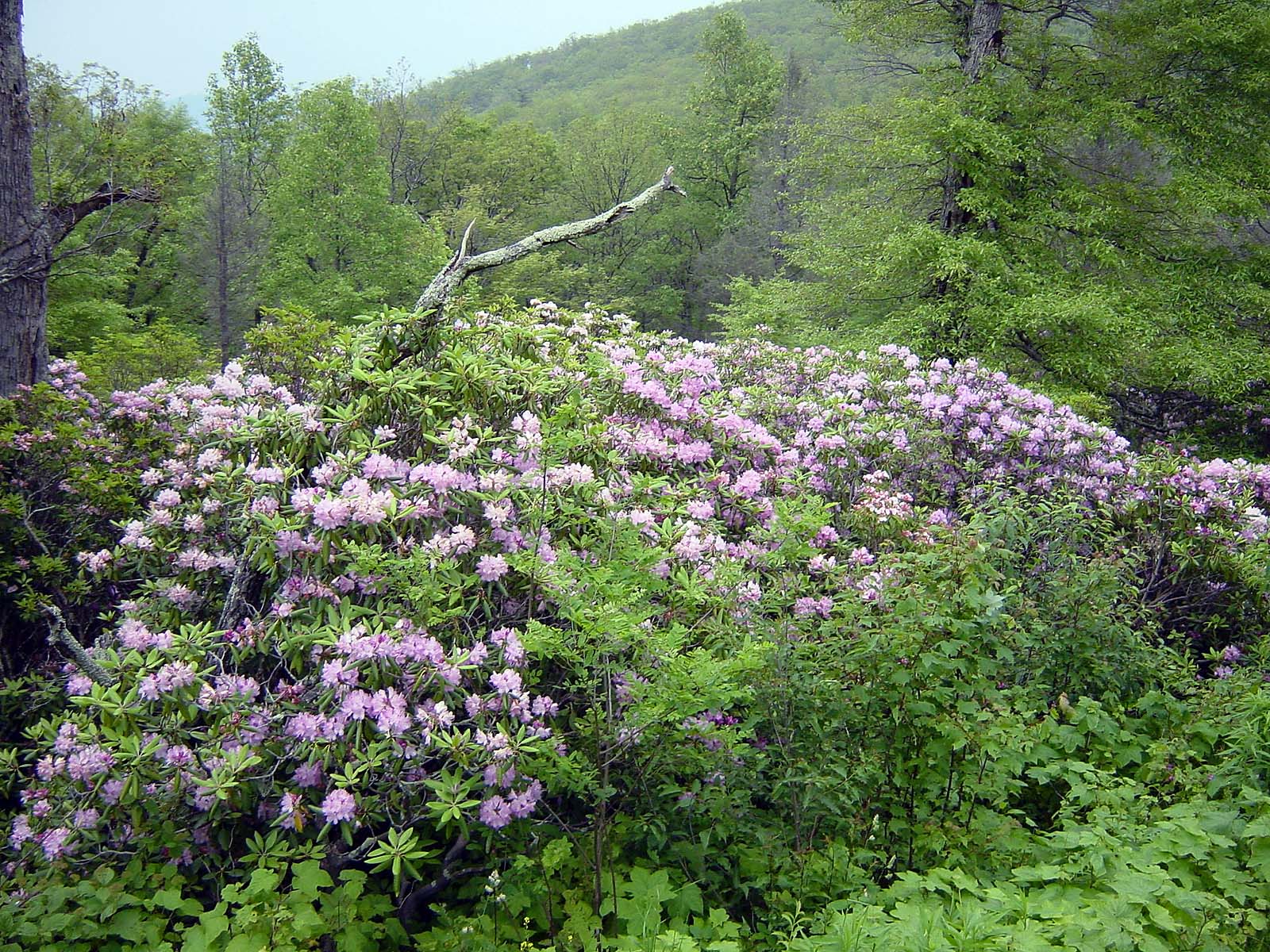 Catawba Rhododendron