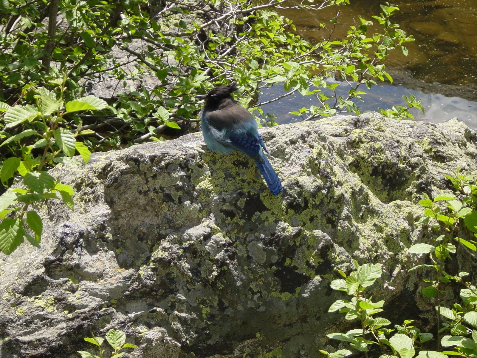 Diademhäher - Steller's Jay