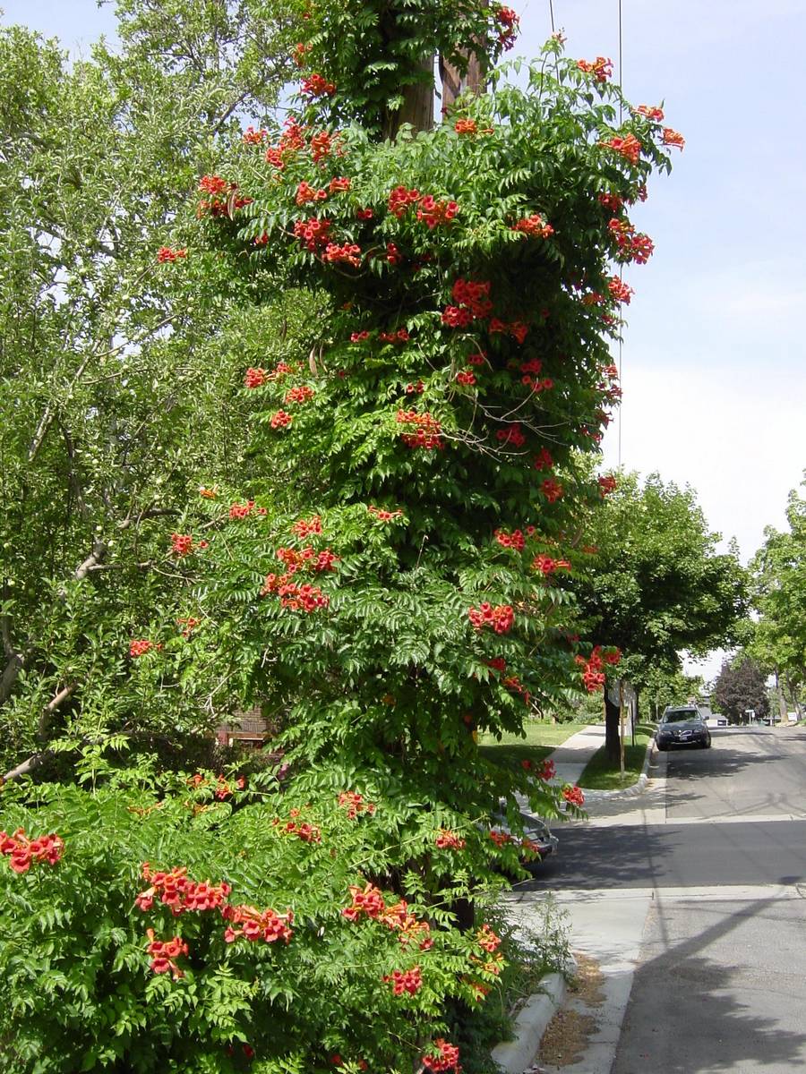 State St, Salt Lake City