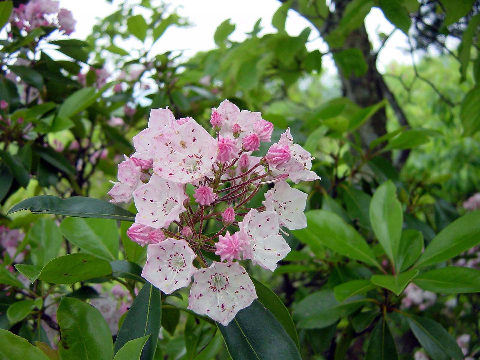 Mountain Laurel