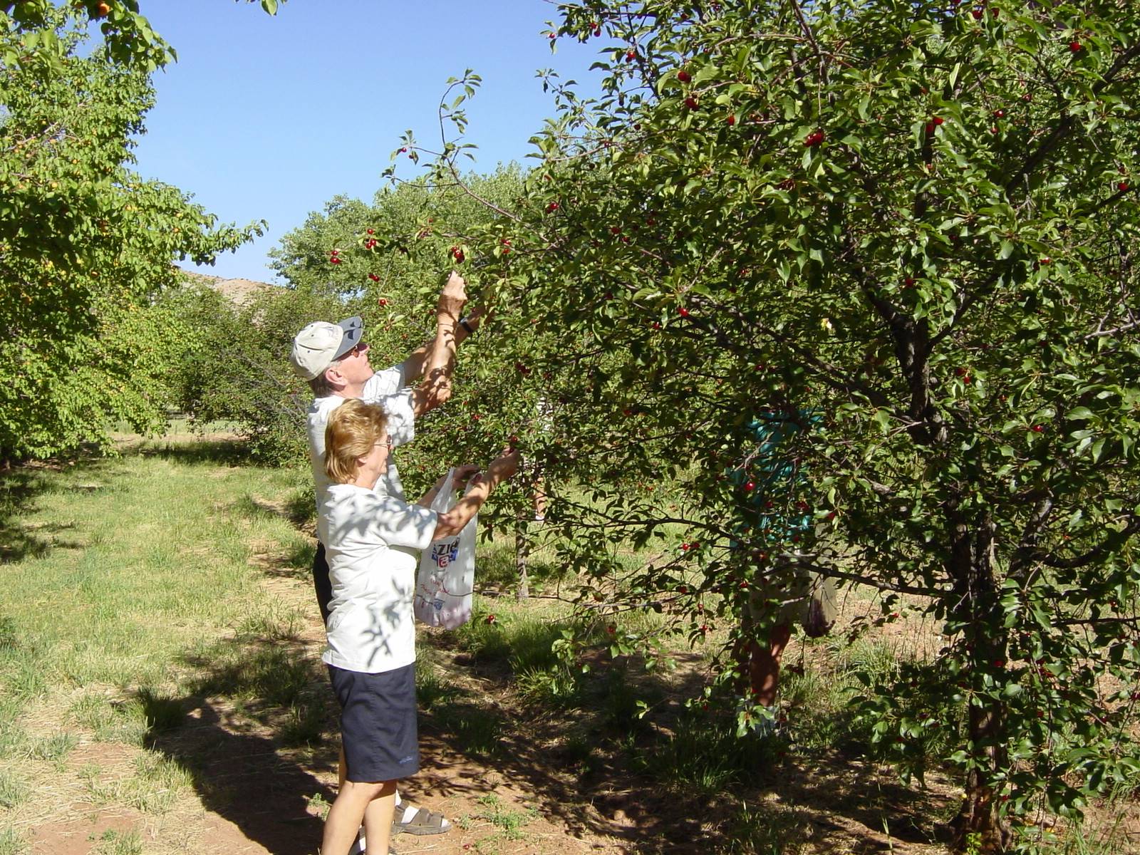 Obstgarten des Capitol Reef National Parks