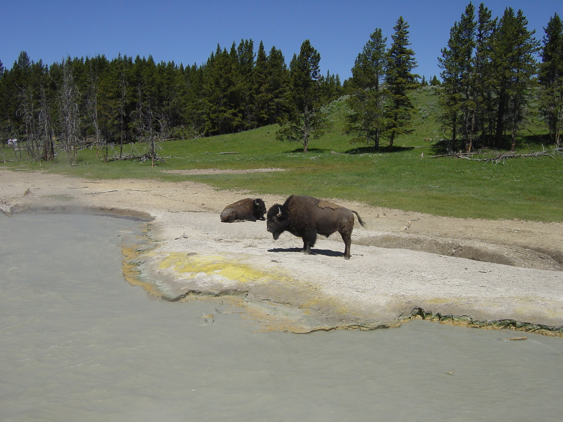 Büffel, Mud Volcano