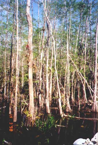 Big Cypress National Preserve Florida