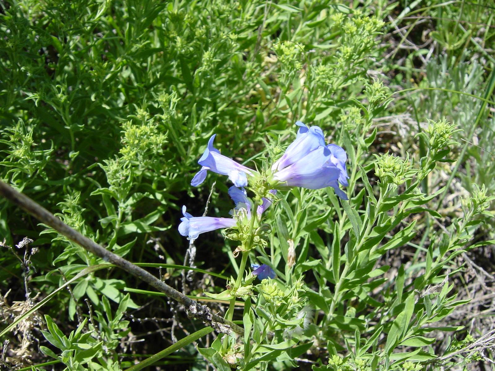 nahe Garden City, Bear Lake