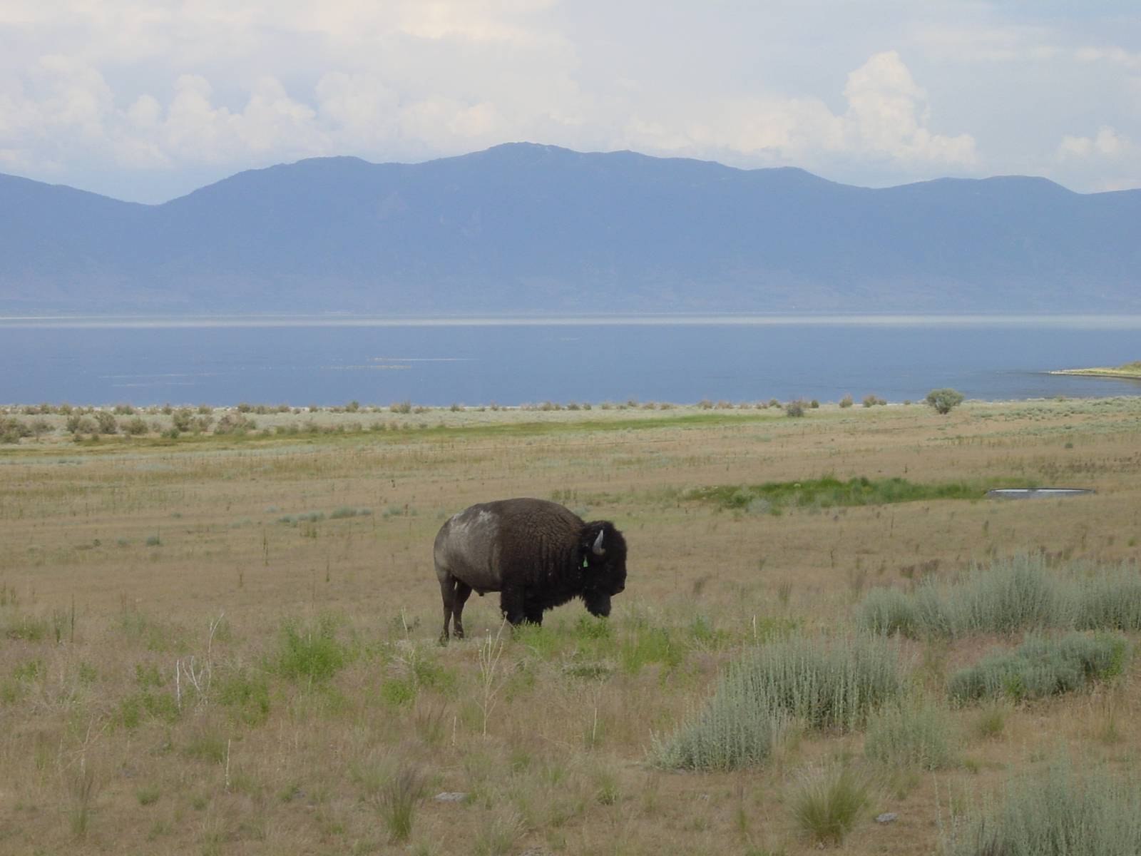 Büffel, Antelope Island, Great Salt Lake