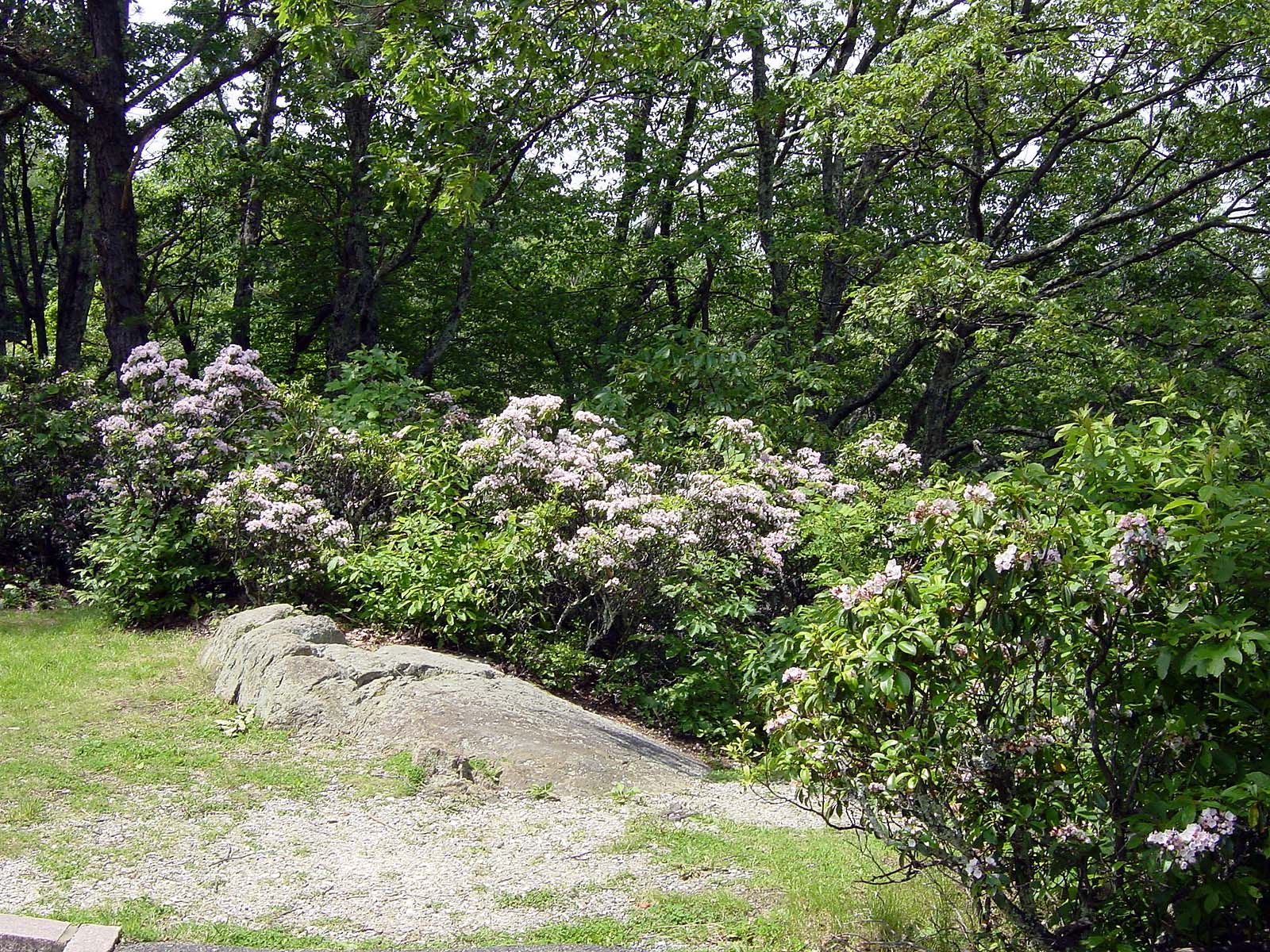 Catawba Rhododendron