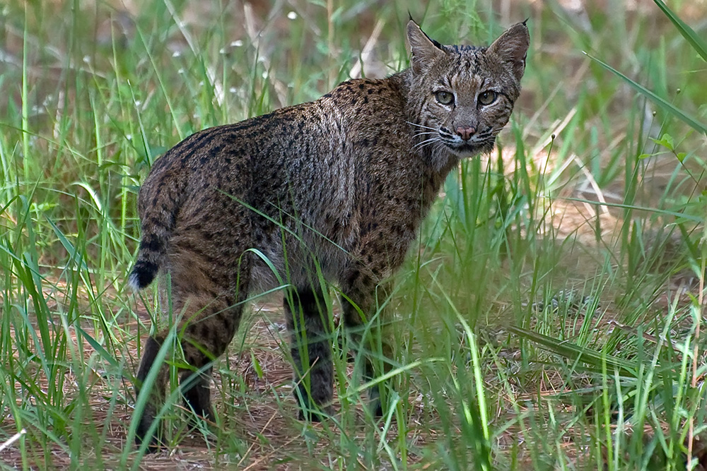 Rotluchs - Bobcat, Chestnut Creek, Venice