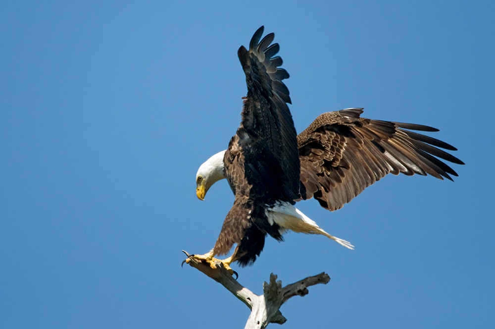 Weißkopfseeadler, Bayonne Preserve, Sarasota