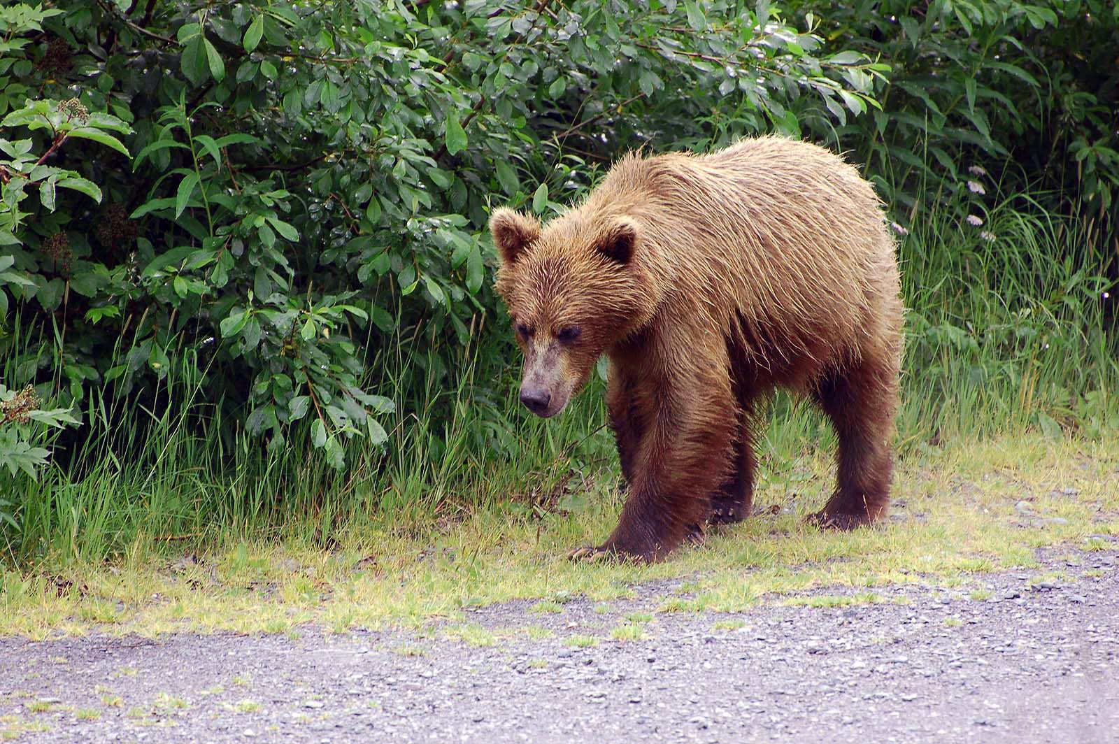  Grizzlybär,  Allison Point Campground 