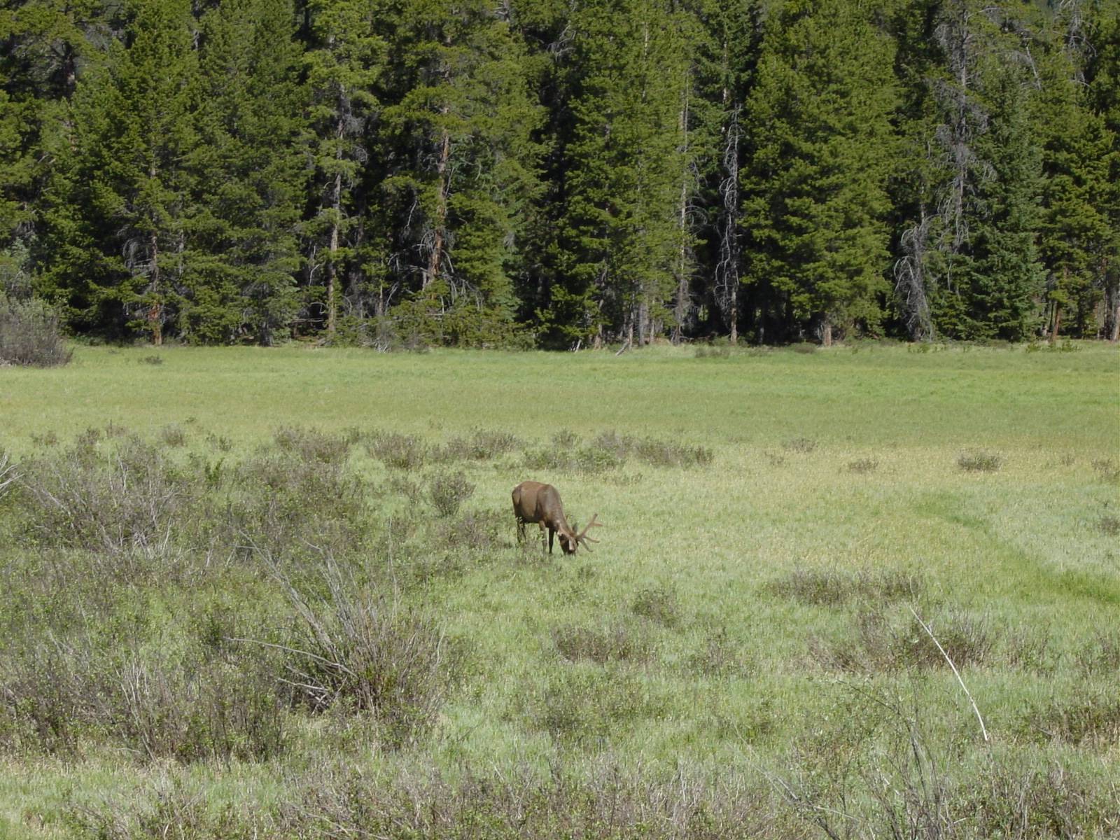 Wapiti (Elk ♂)