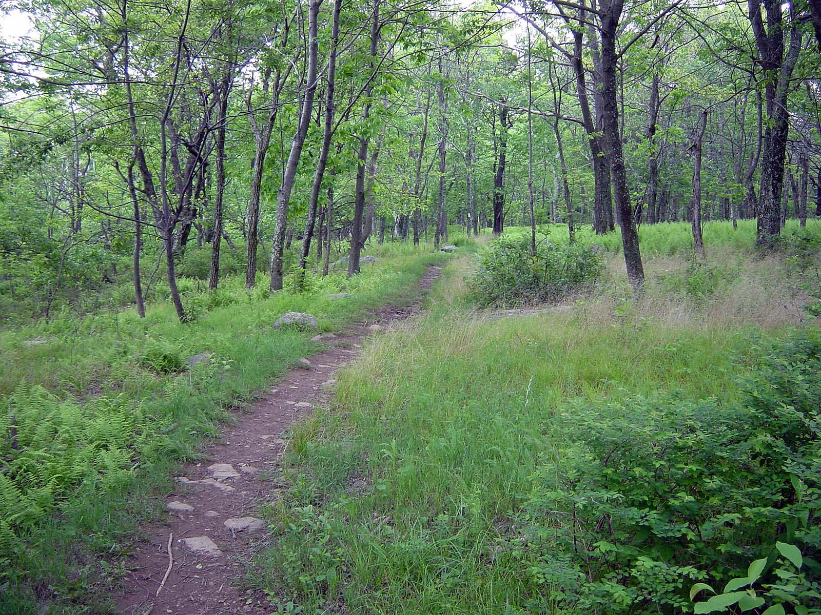 Appalachien Trail