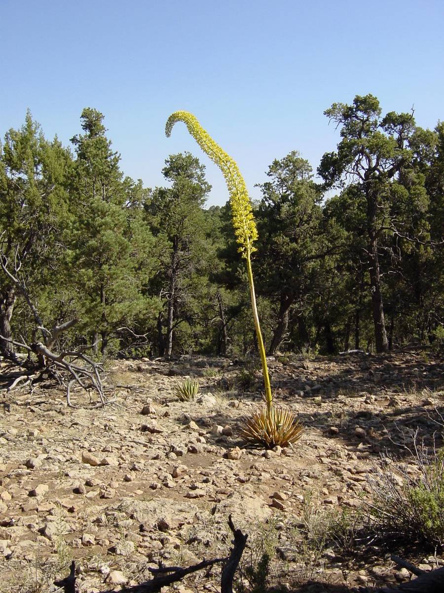 Agave