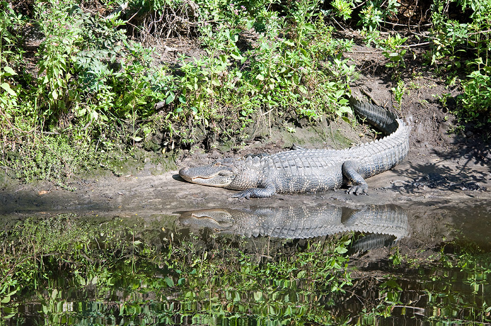 Alligator, Pinecraft Park, Sarasota