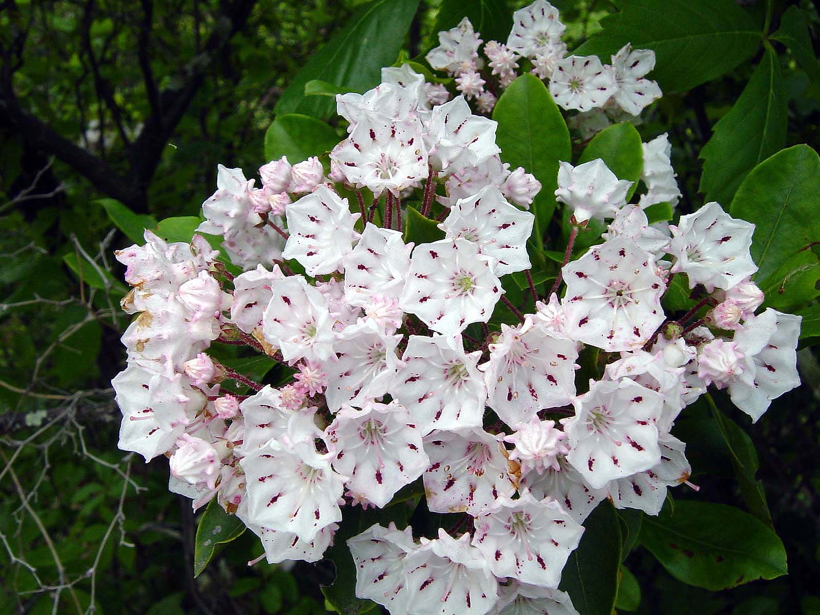 Mountain Laurel