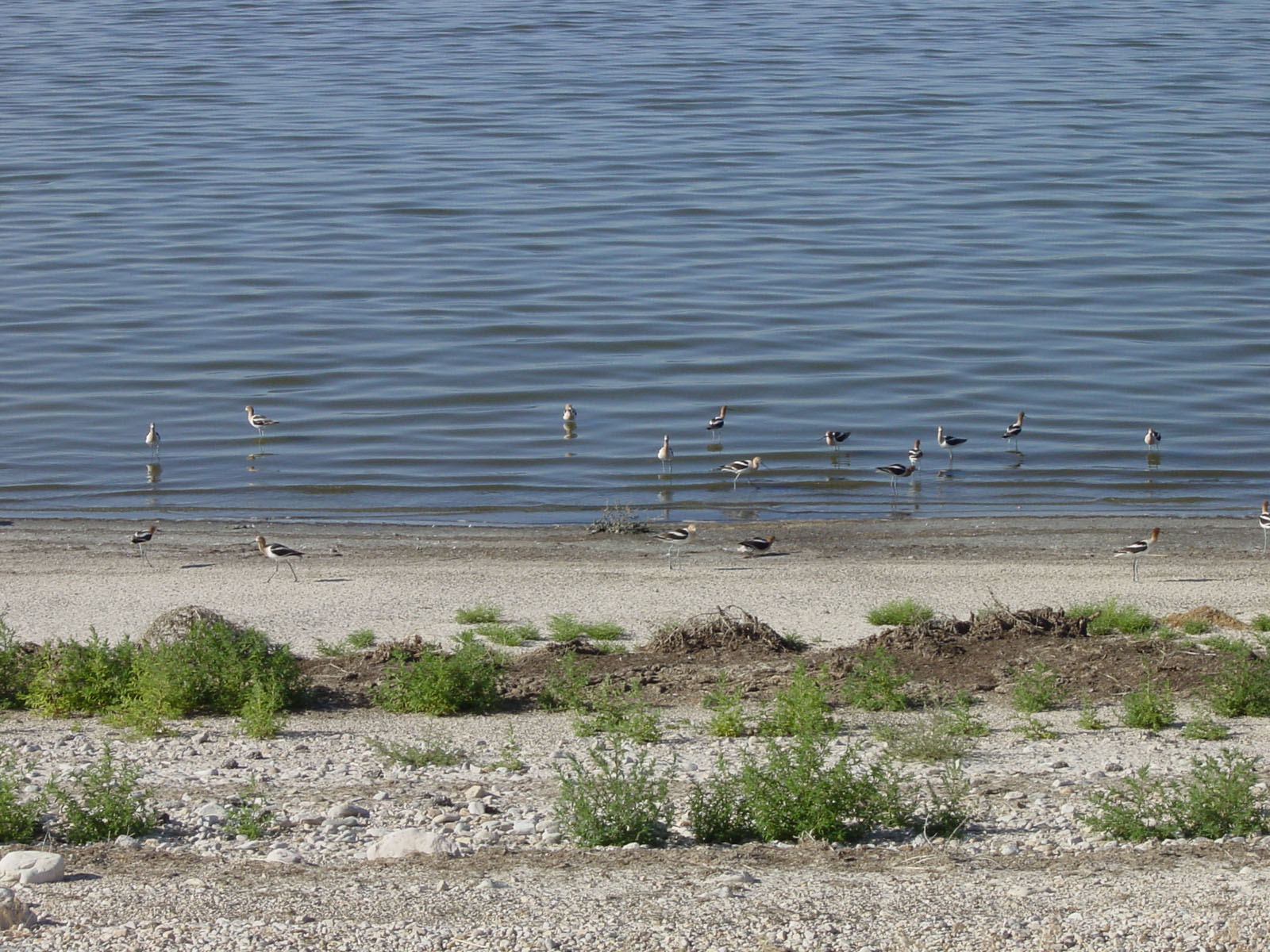 Braunhals-Säbelschnäbler, Antelope Island Rd, Great Salt Lake