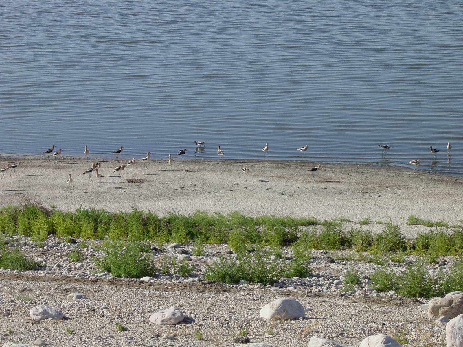 Braunhals-Säbelschnäbler, Antelope Island Rd, Great Salt Lake