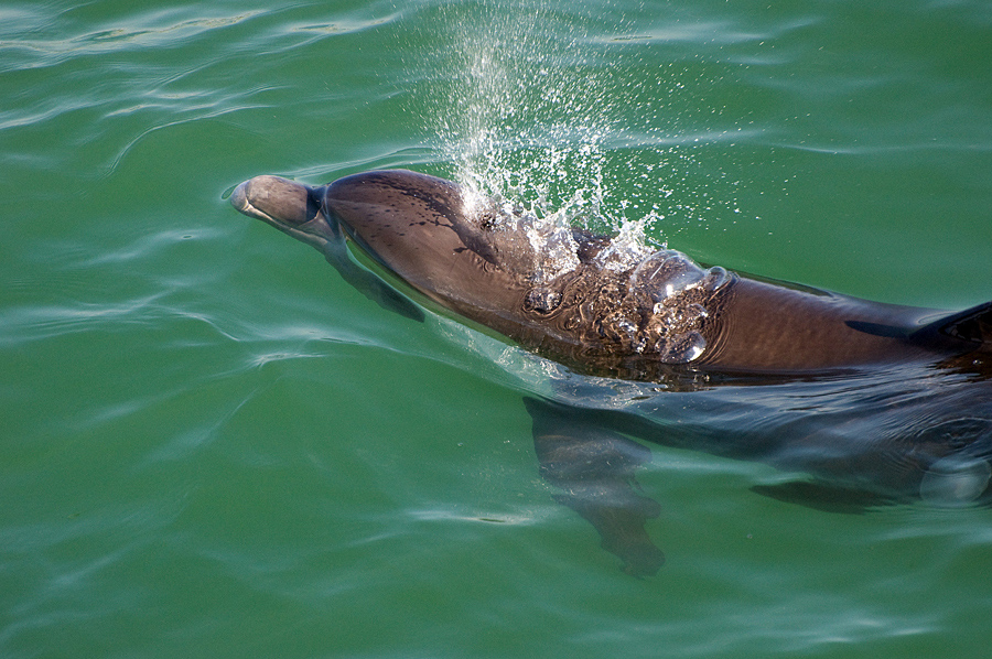 Bottle-Nosed Dolphin, Venice Pier