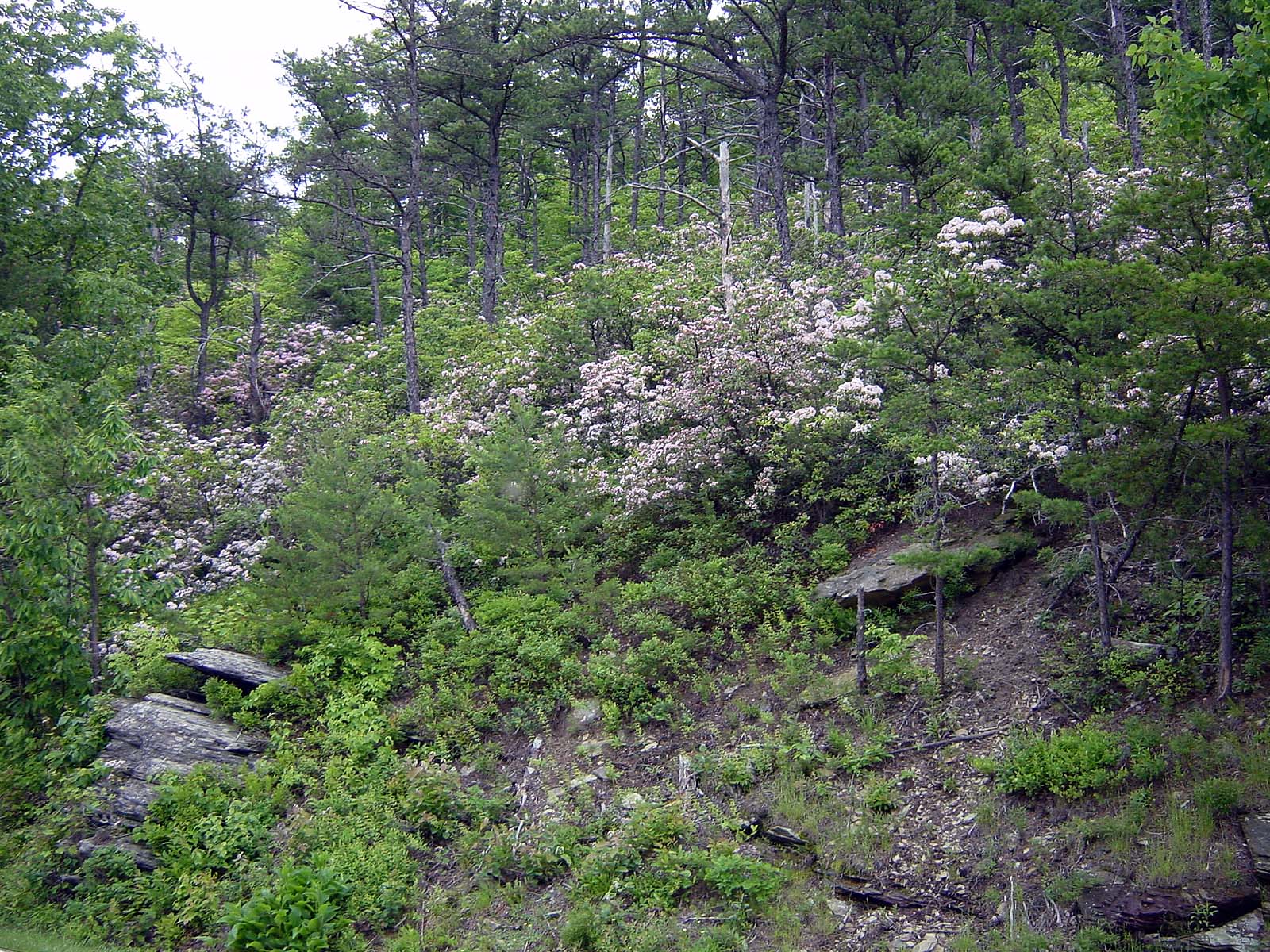 Mountain Laurel