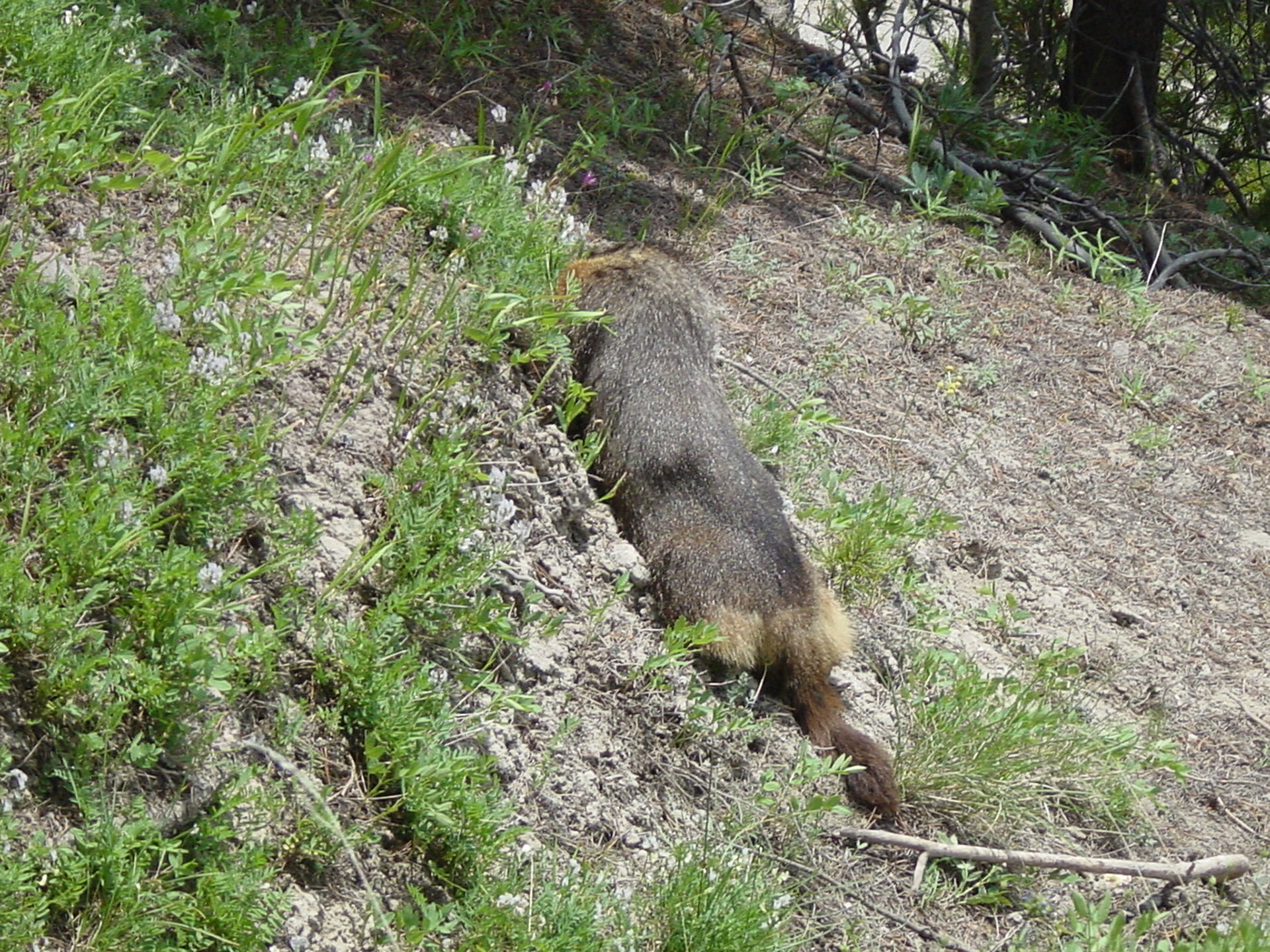 Marmot