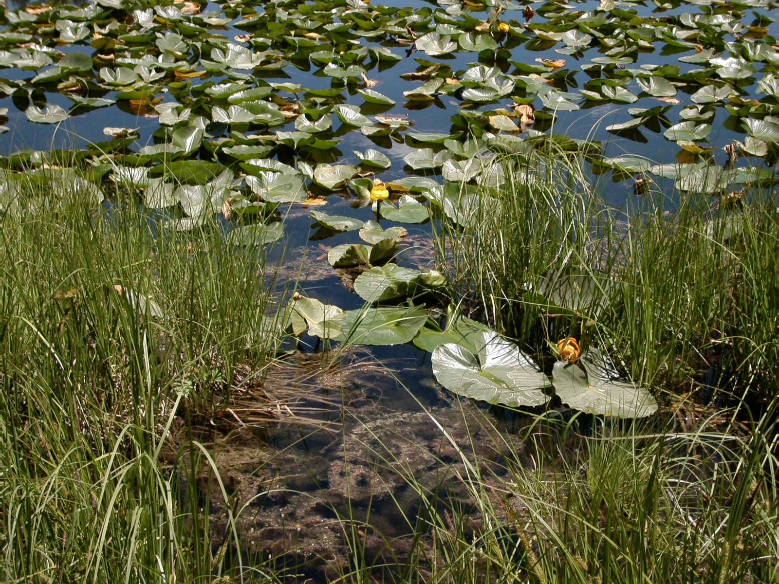 Swan Lake, Grand-Teton-Nationalpark