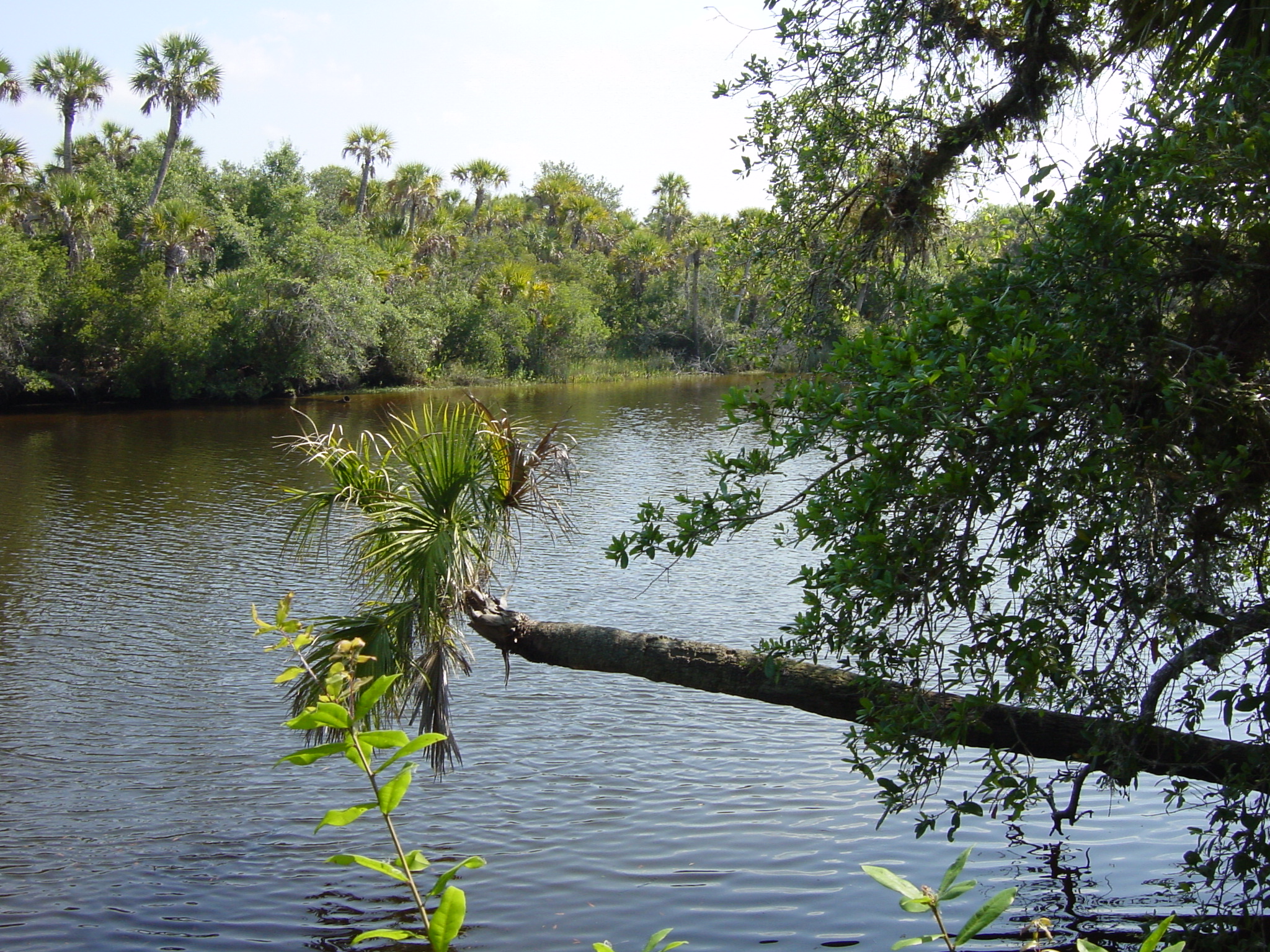  Myakka River, Jelks Preserve, Venice