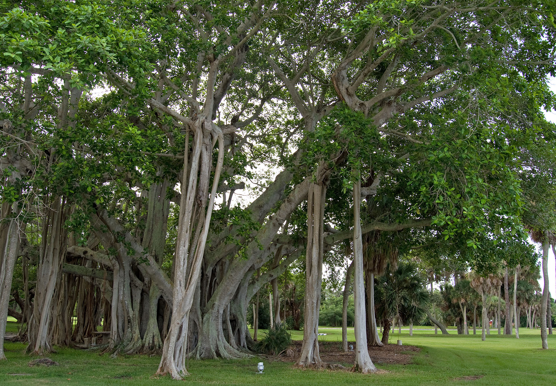 Banyan im Park des Ringling Museums, Sarasota