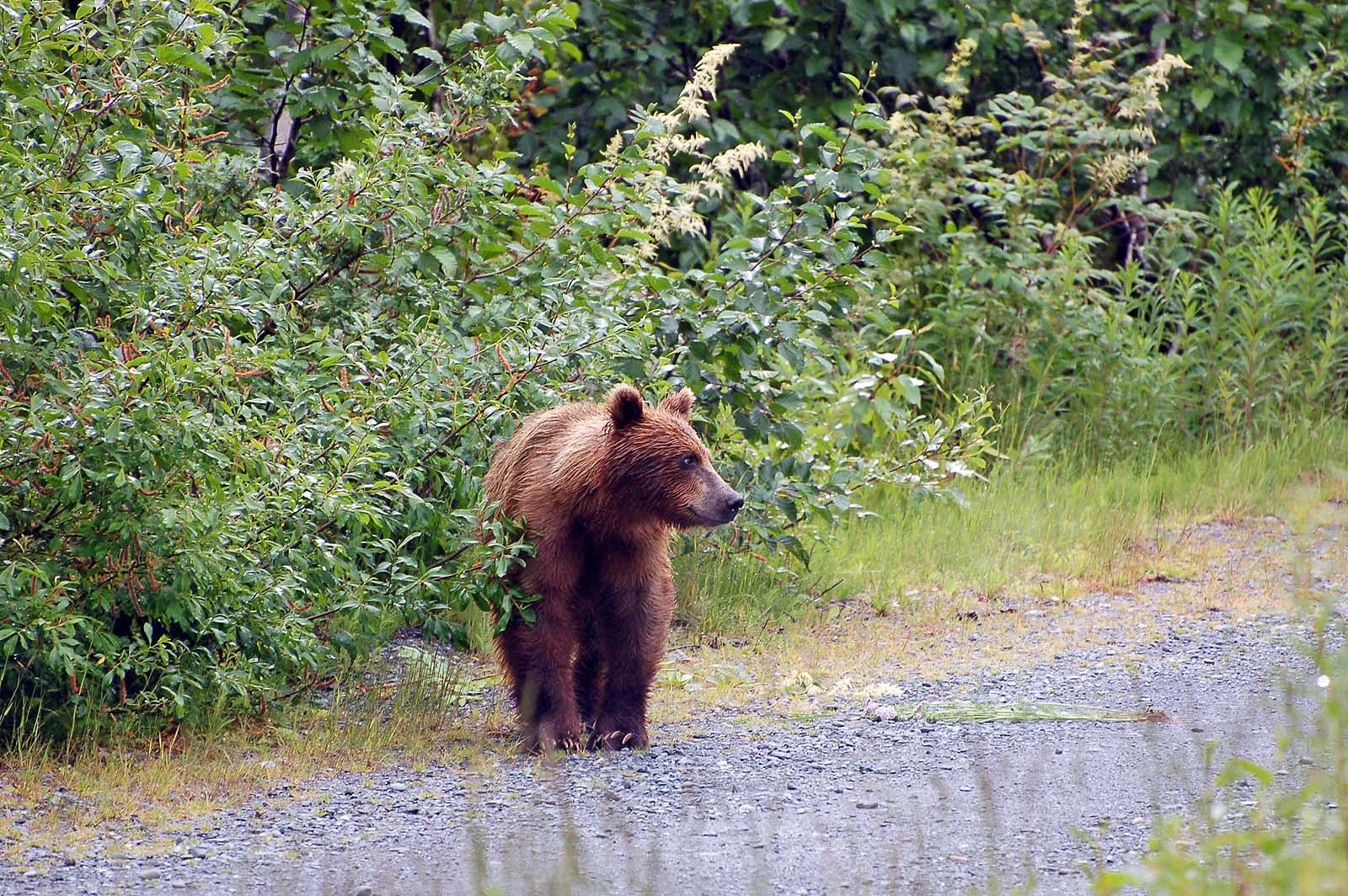  Grizzlybär,  Allison Point Campground 