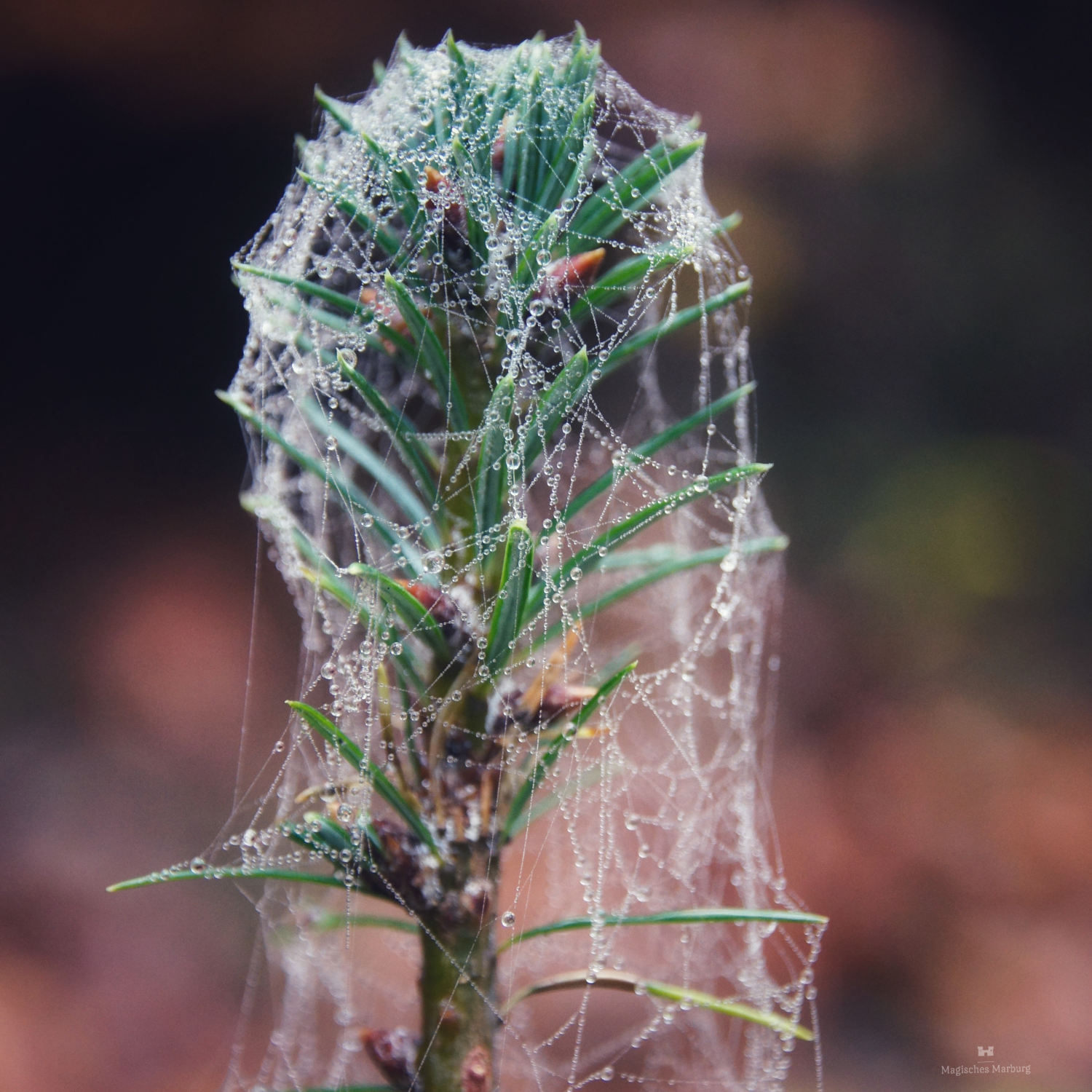 Spinnennetze