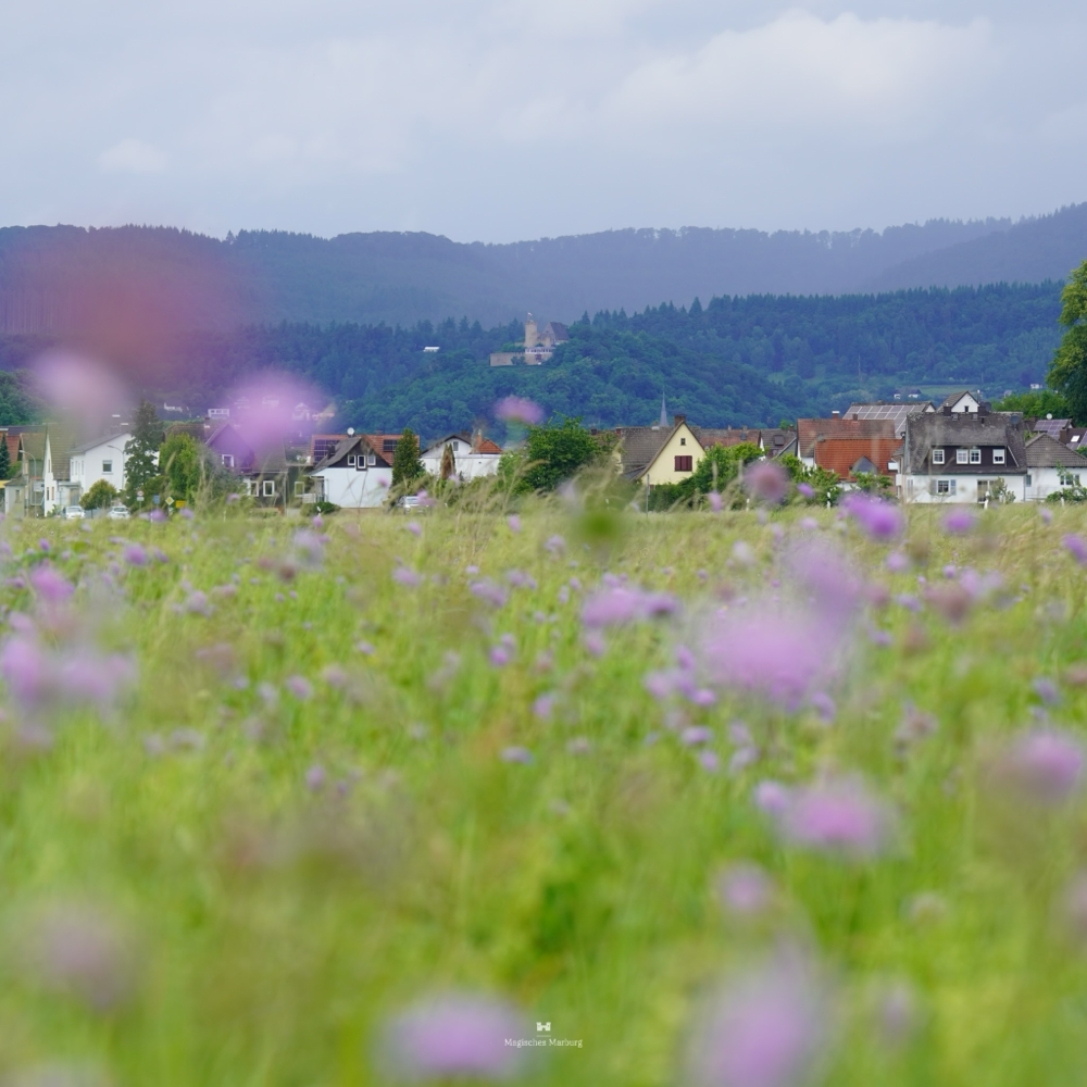 Filigrane Blütendolde der Wilden Möhre