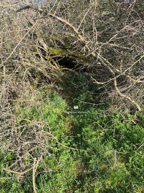 Schlupfloch in einer Hecke für Hasen, Rehe und Vögel