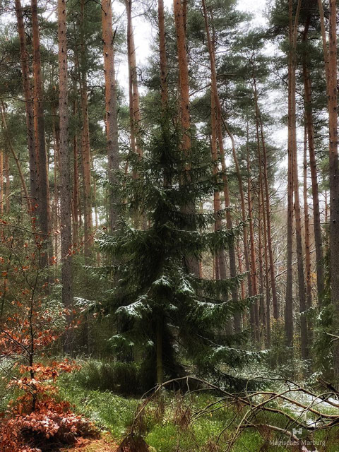 Mittelgroße, freistehende Fichte zwischen rötlichen Kiefernstämmen und mit Heidelbeersträuchern bedecktem Waldboden. Erster Schnee liegt leicht auf ihren Zweigen.