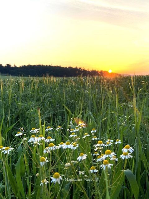 Blühende Kamille auf einem Acker im Licht des Sonnenuntergangs