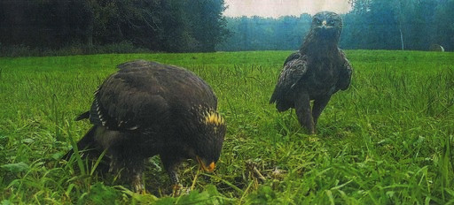 Jungen Seeadler (links) aus der Buchheide und sein Vater 