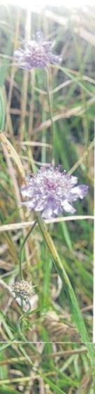 Scabiose