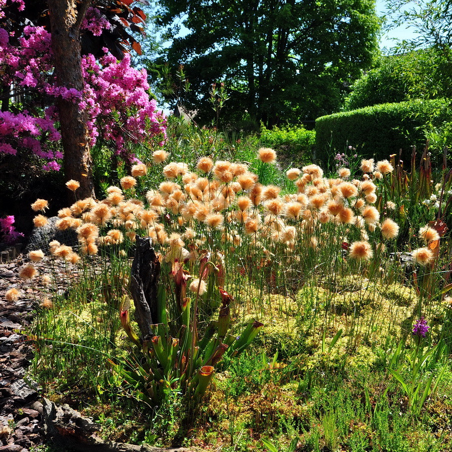 Willkommen in meinem kleinen, privaten "Botanischen Garten ...
