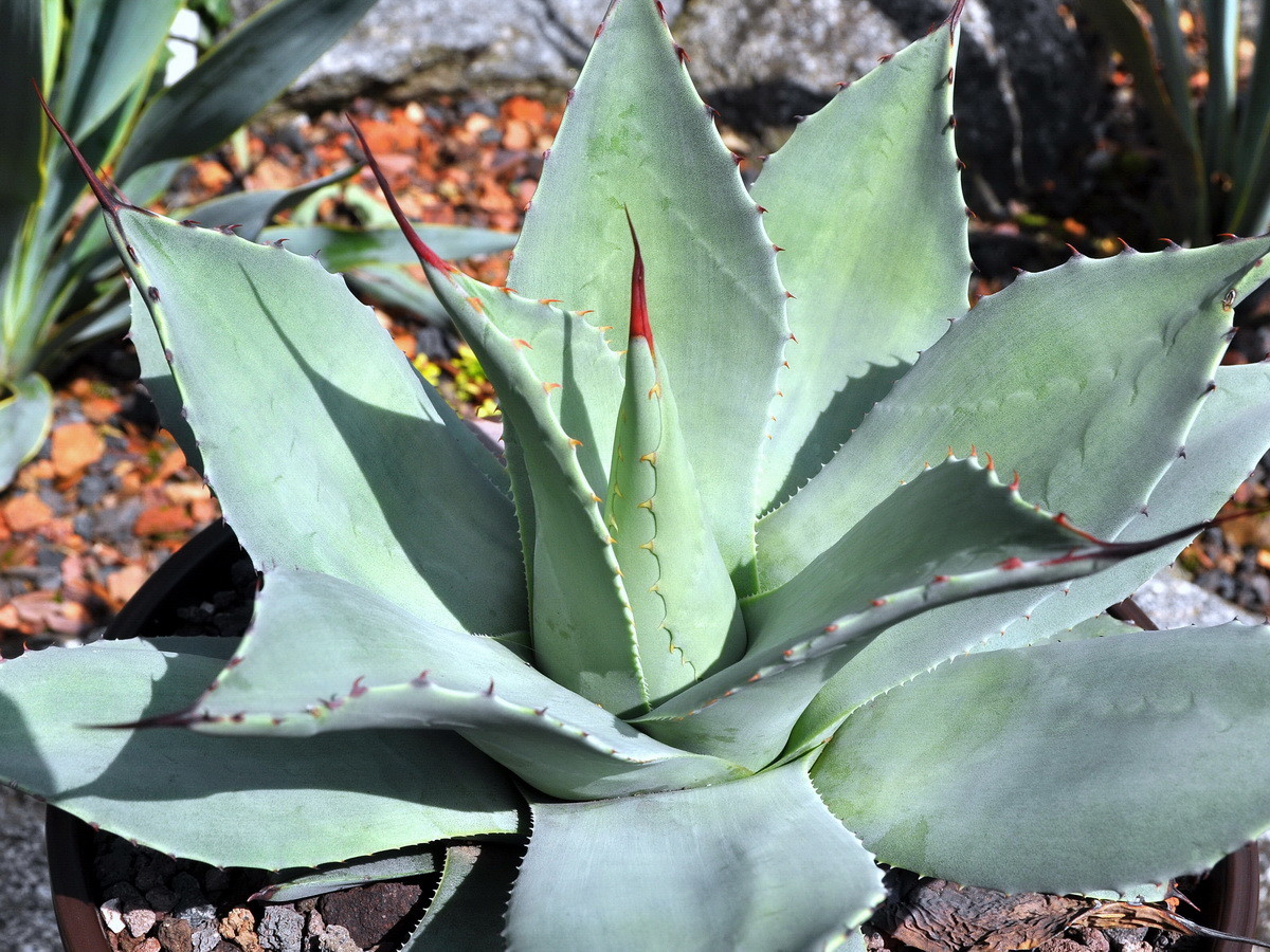 Chistina Agave
