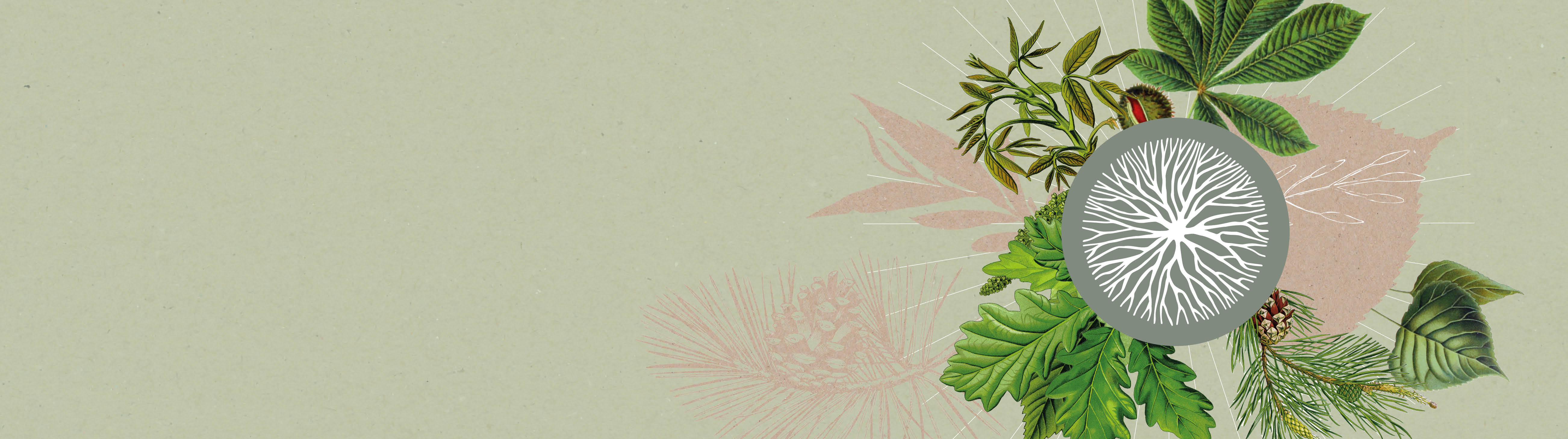 Keltisches Baumhoroskop Eibe - Bedeutung Kelten - horoskop-baum.ch