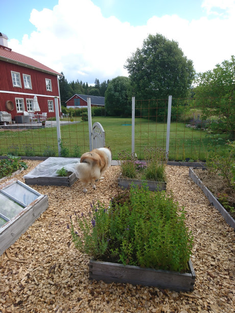 Hunden inspekterar och älskade att gå på den mjuka flisen :-)